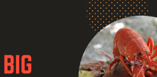 Big Shrimp Oxymorons