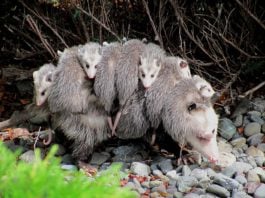 Opossum With Babies