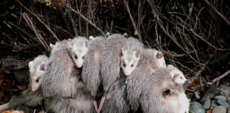 Opossum With Babies