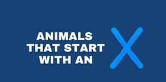 Animals that start with an X featured image from Capitalize My Title.