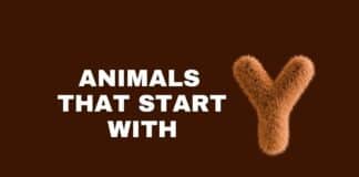 Animals that start with the letter Y featured image from Capitalize My Title.