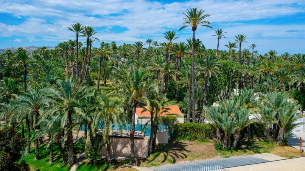 Photo showing the palm grove in Elche, Spain