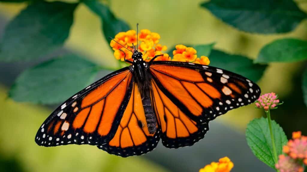 Photo showing a Monarch butterfly on a flower.