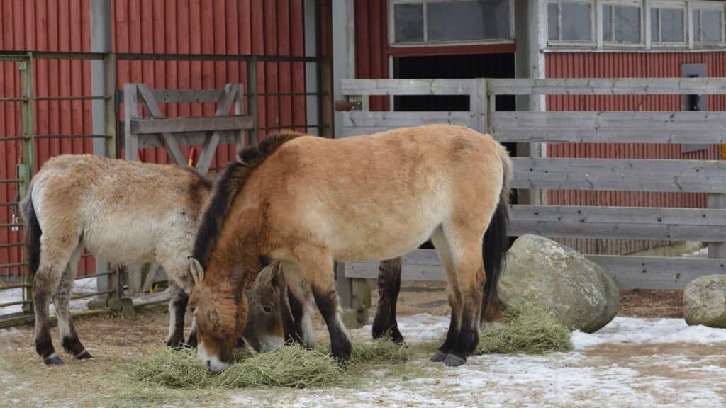 Photo showing Mongolian Wild Ass (khulan) eating.