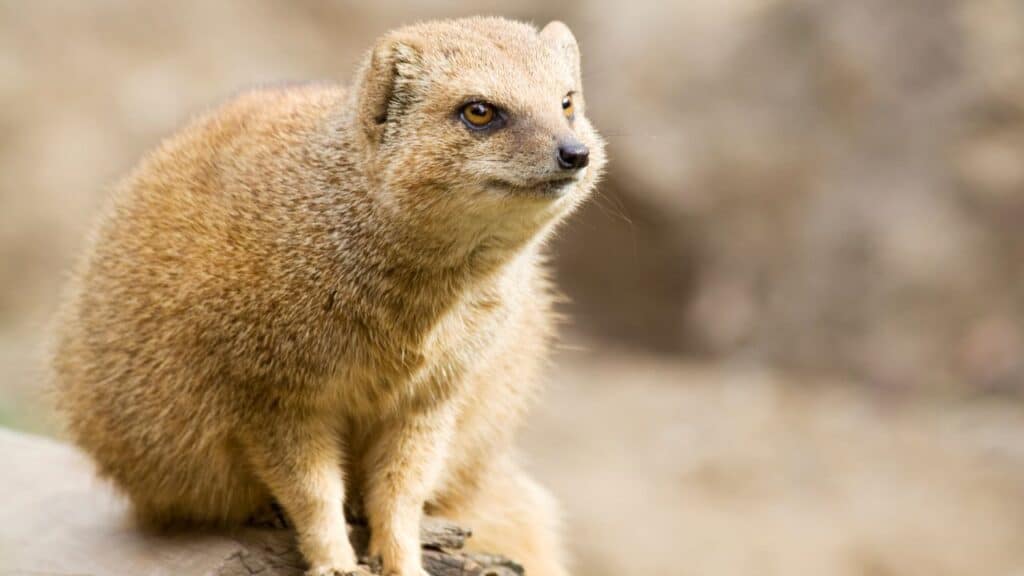Photo of a Mongoose