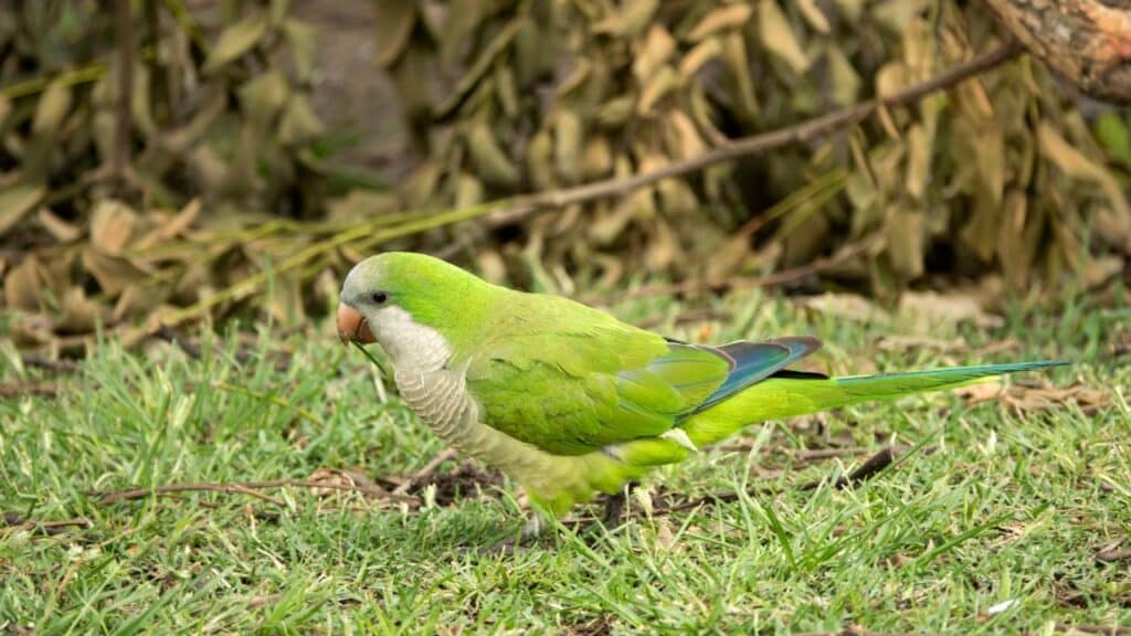 Photo of a Monk Parakeet