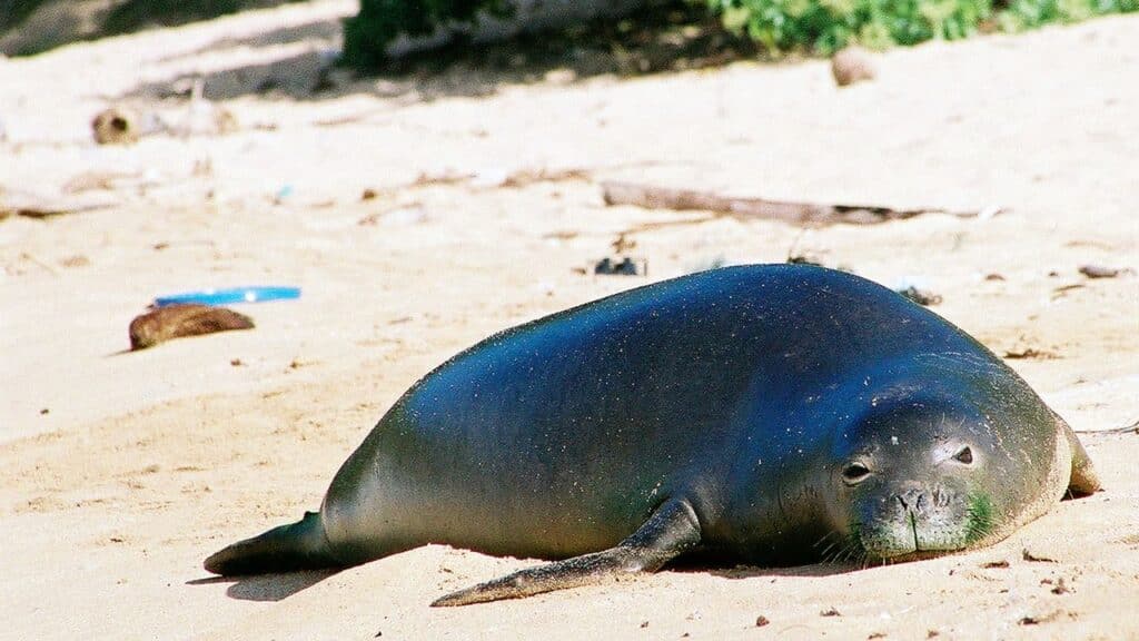 Photo of a monk seal on a beach.