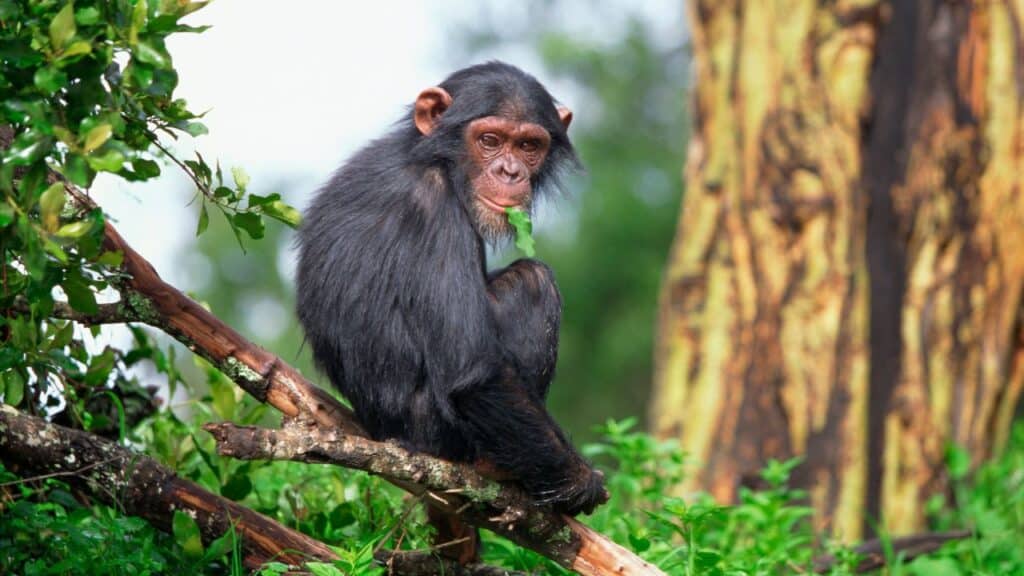 Photo of a monkey sitting on a tree branch.