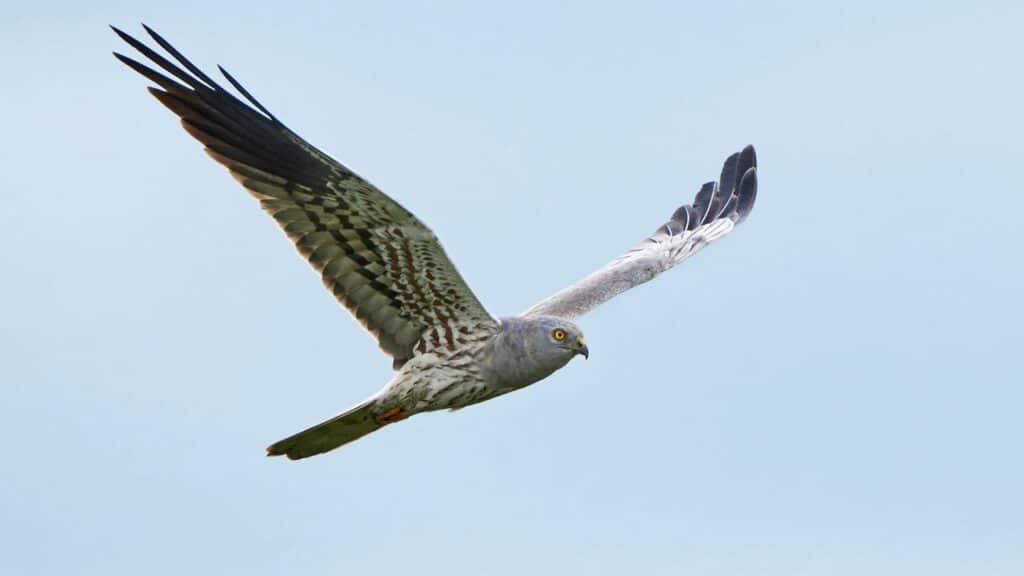 A photo of Montagu's Harrier, a bird that starts with the latter MON.