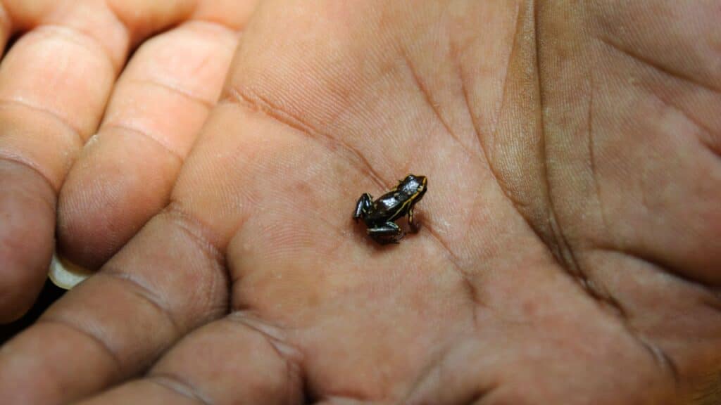 Photo of a Monte Iberia Eleuth on a person's palm.