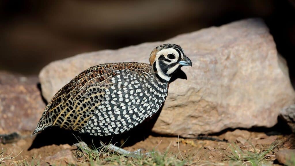 Photo of a Montezuma Quail