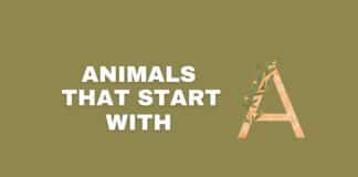 Animals that start with A featured image from Capitalize My Title.