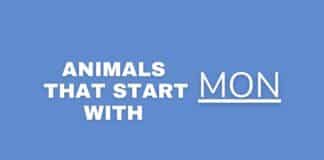 Animals that start with MON featured image from Capitalize My Title.