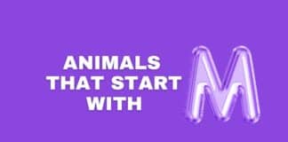 Animals that start with letter M featured image from Capitalize My Title.