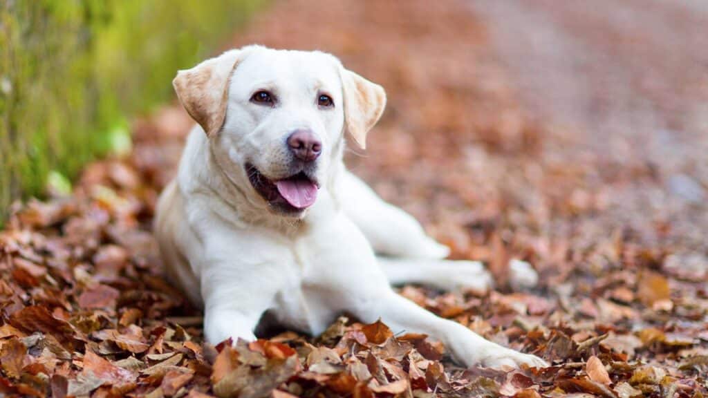 Photo of a labrador retriever.
