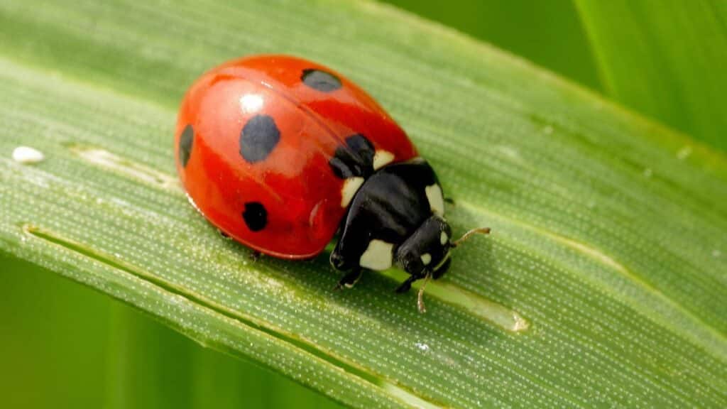 Photo of a ladybug on a leaf.