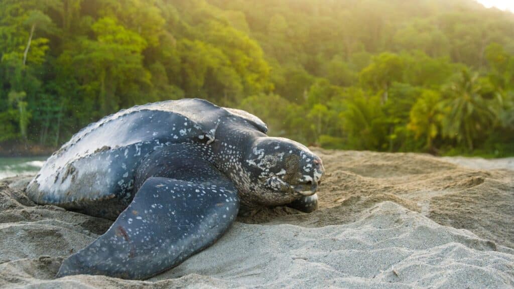 Photo of a leatherback sea turtle on a beach.