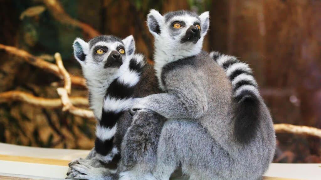 Photo of lemurs looking up.