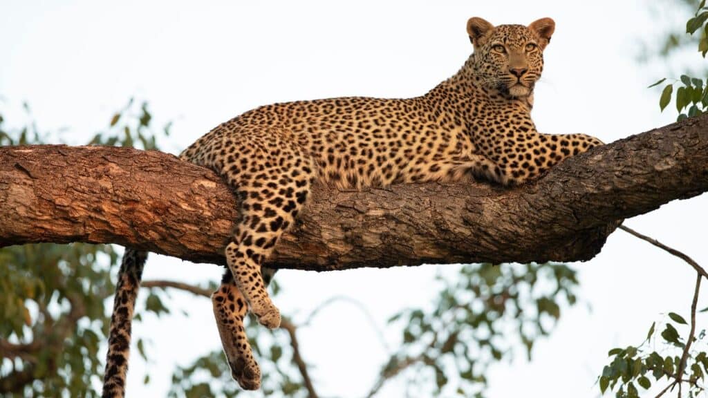 Photo of a leopard on a tree.