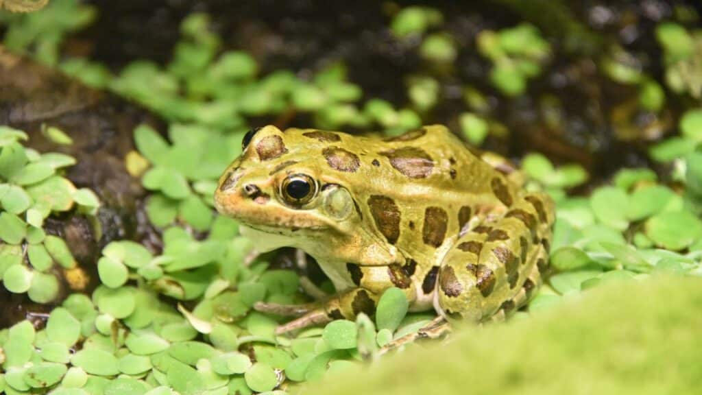 Photo of a leopard frog