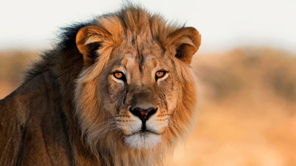 Photo of a male lion.