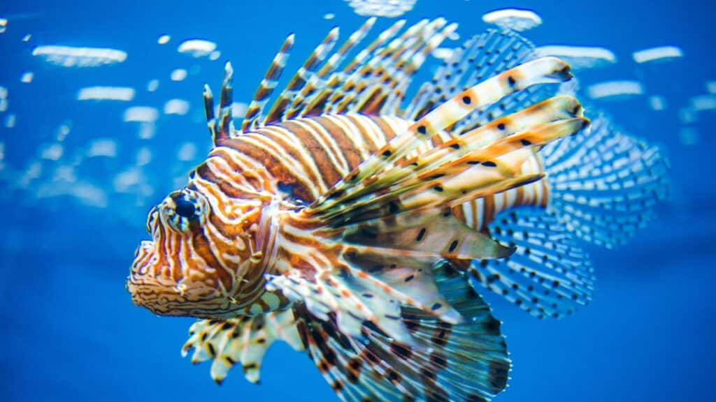 Photo of a lionfish, a venomous animal that starts with the letter L.