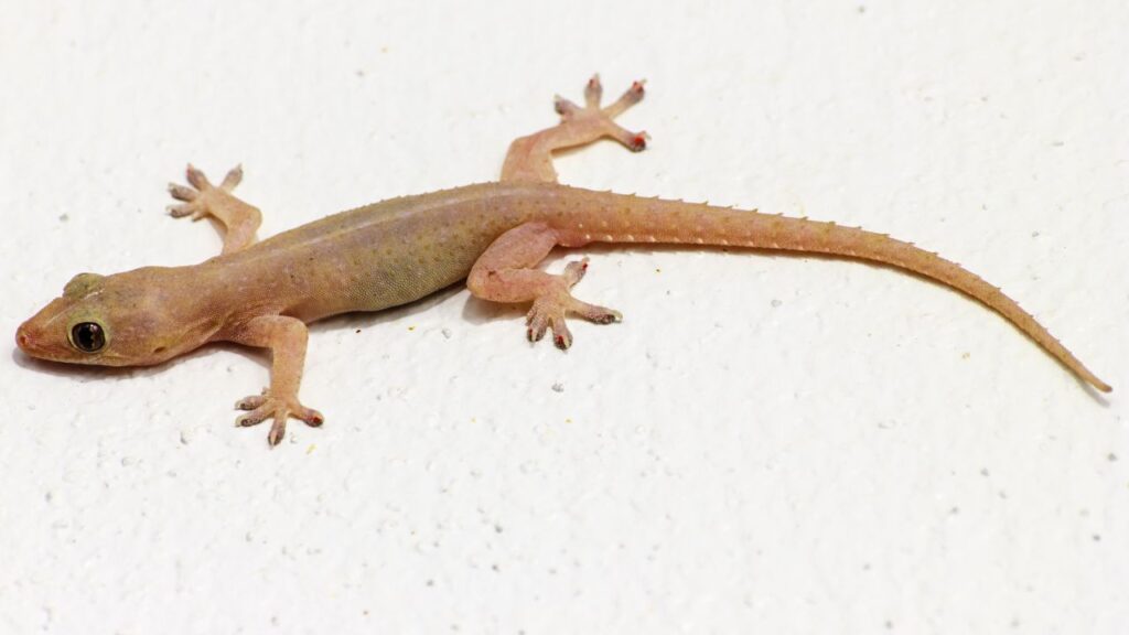 Photo of a lizard on a white textured background.