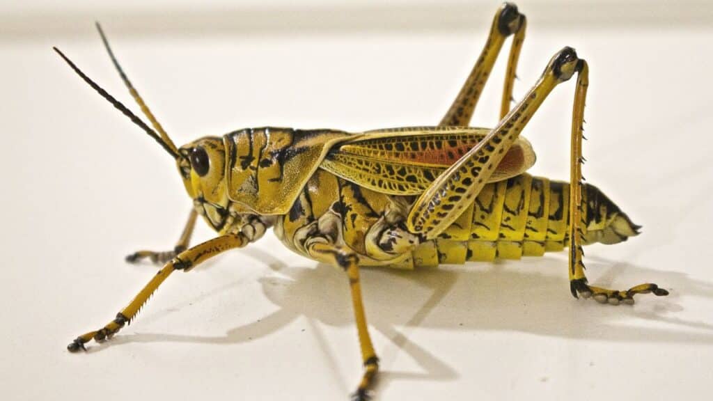 Photo of a locust