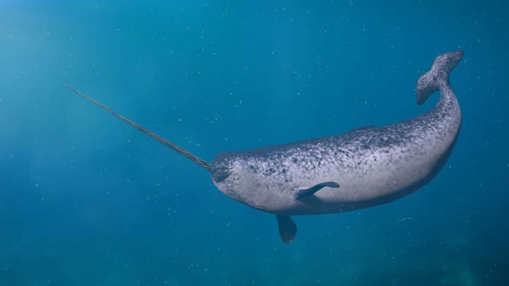 Photo of a narwhal swimming in the ocean.