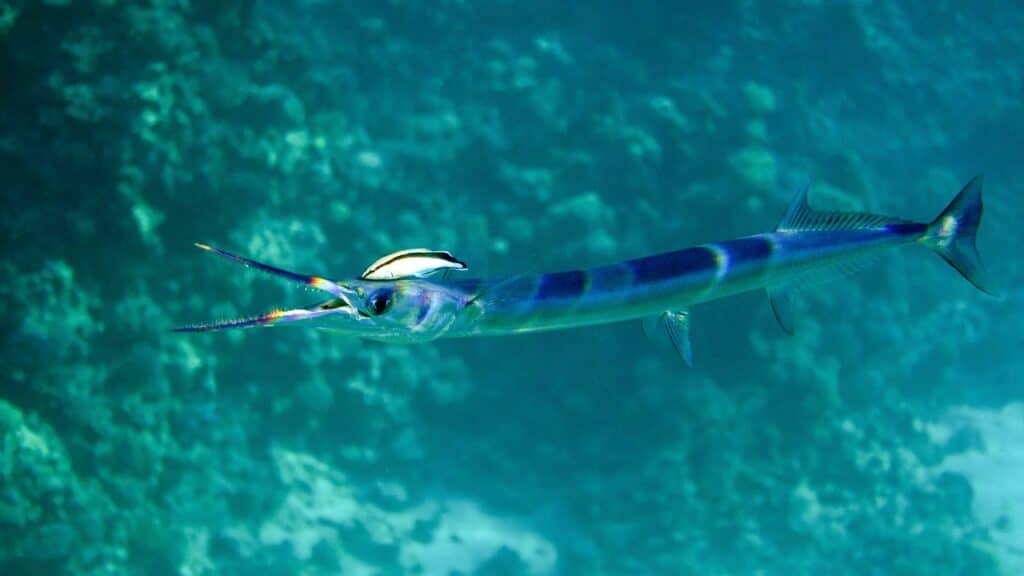 Photo of a needlefish