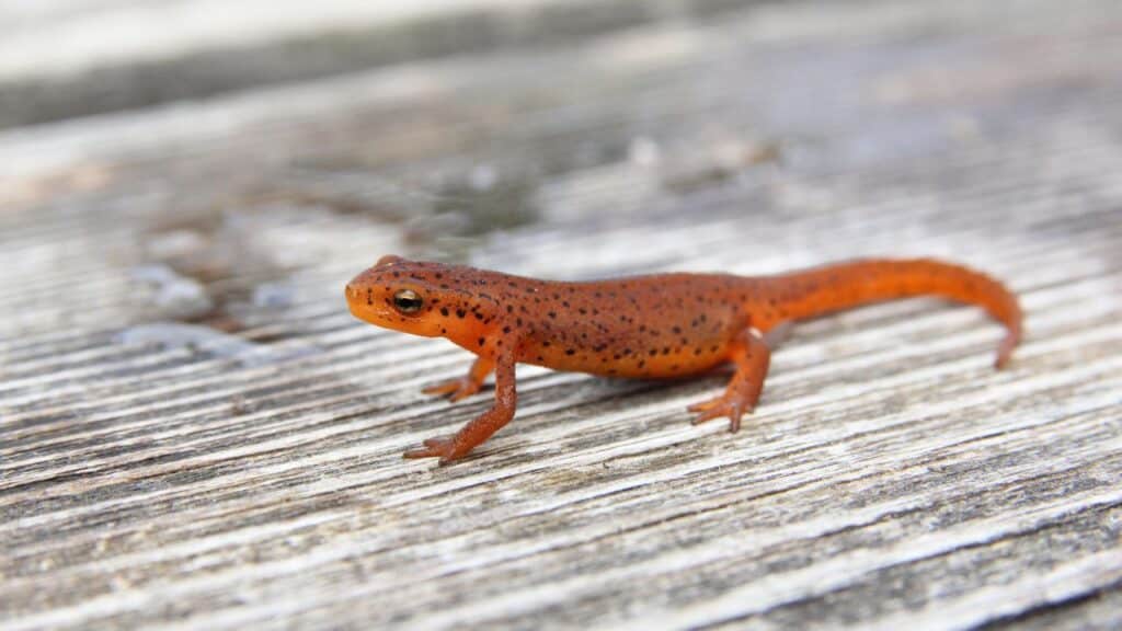Photo of a newt.