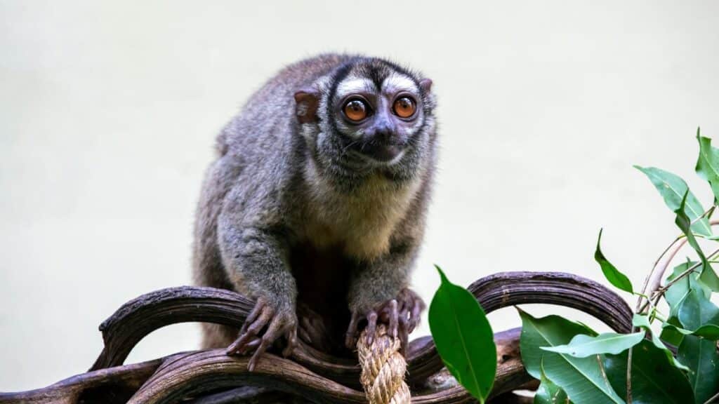 Photo of a night monkey, an animal that starts with the letter N.