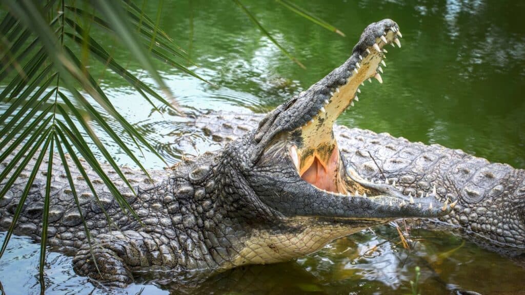 Photo of a nile crocodile with its jaws open.