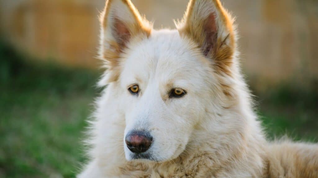 Close-up photo of a Norther Inuit dog.