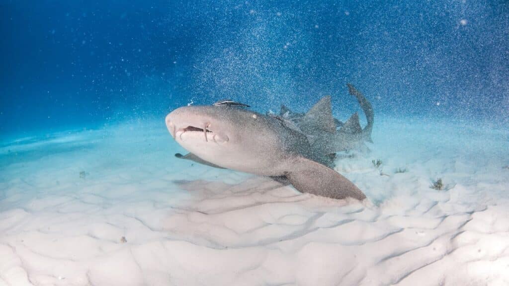 A photo of a nurse shark at the bottom of the ocean floor.