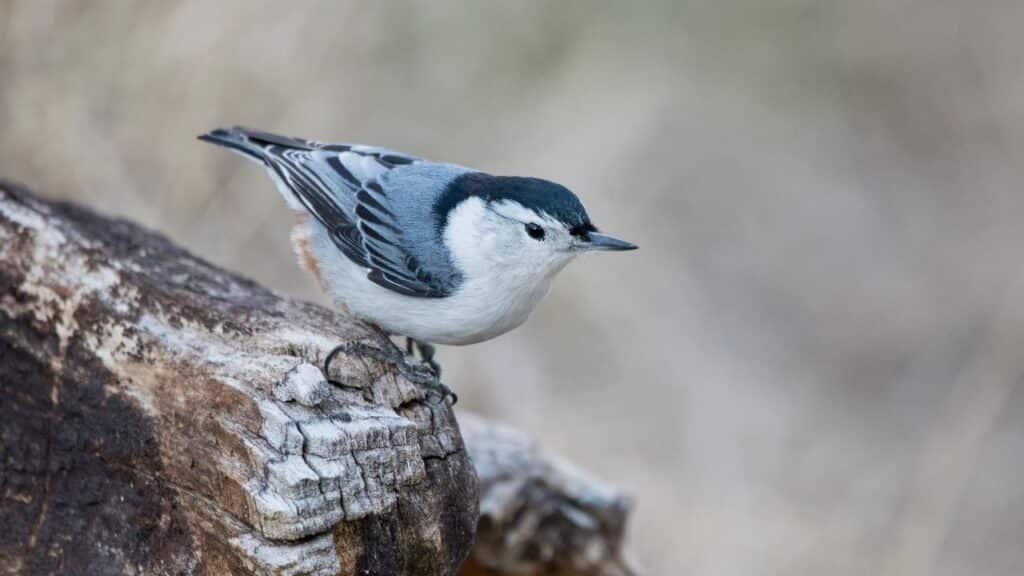 Photo of a nuthatch on a tree bark.