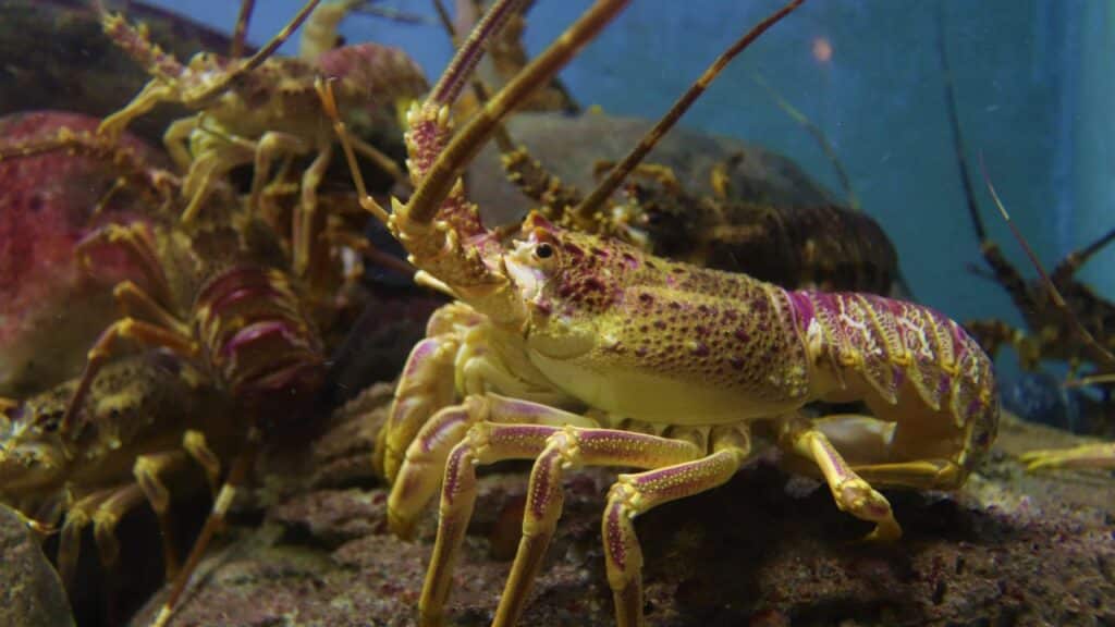 Photo of a lobster