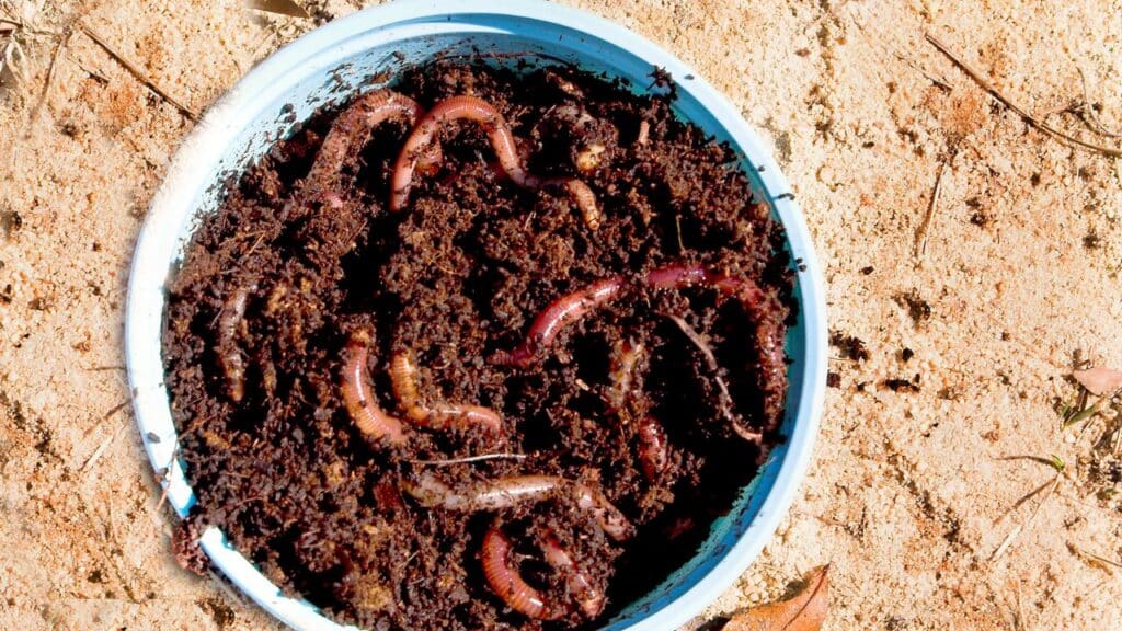 Soil full of nightcrawlers