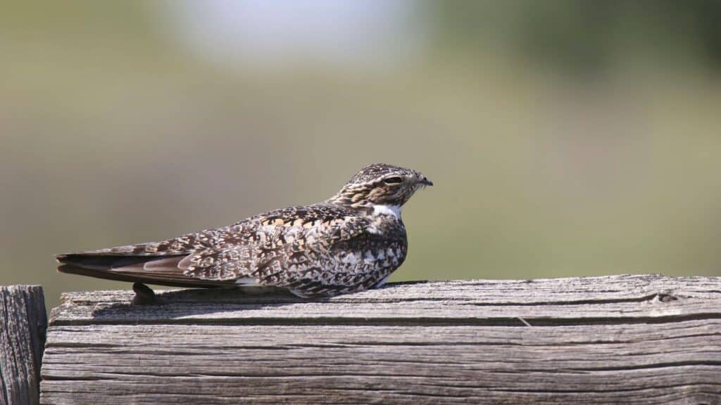 A photo of a nighthawk, resting on a wood.