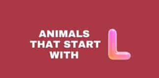 Animals that start with the letter L featured image from Capitalize My Title.