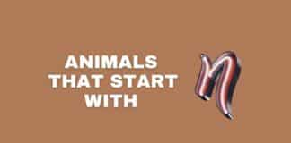 Animals that start with N featured image from Capitalize My Title.