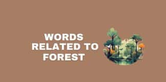 An illustration of a forest next to a words related to forest text