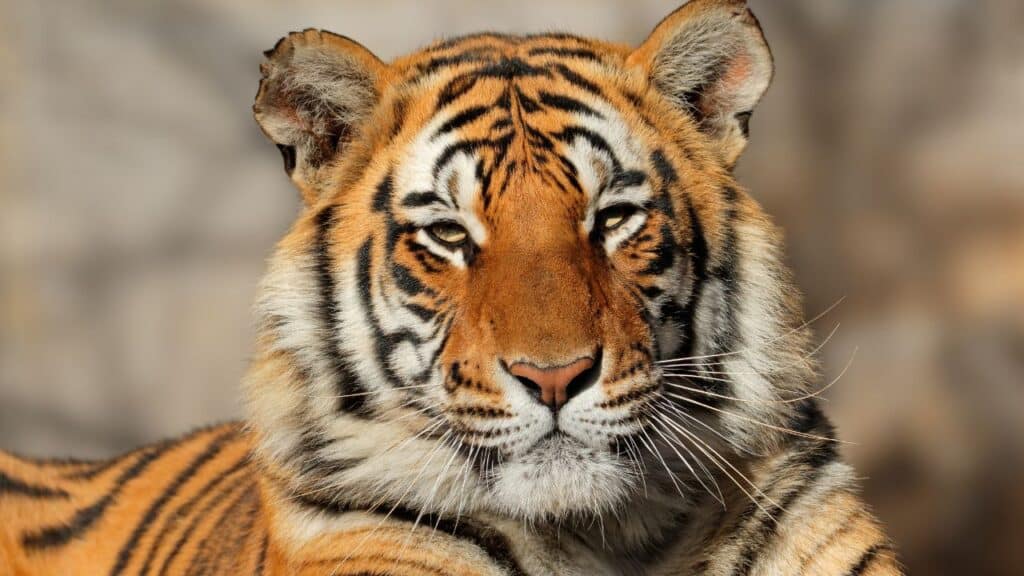 Ai Bengal Tigers