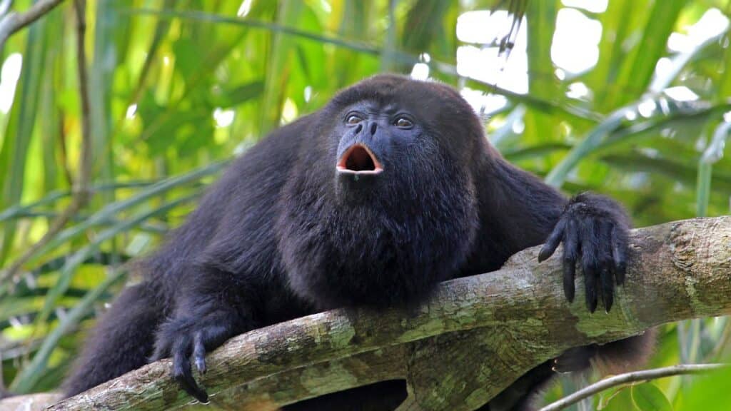 Ai Black Howler Monkey