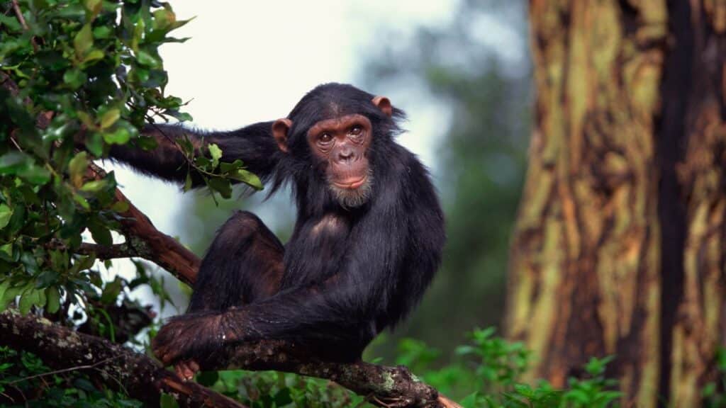 Ai Chimpanzees