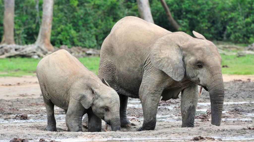 Ai Forestelephant