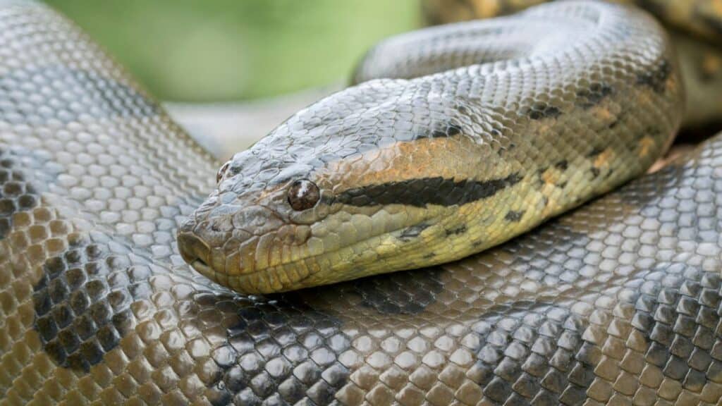Photo of a green anaconda