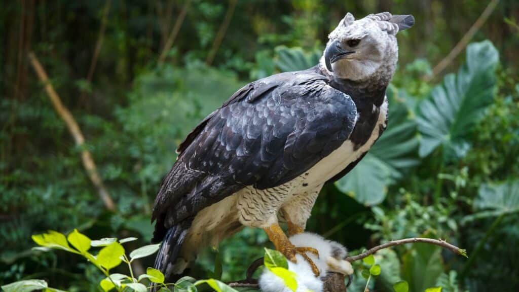 Ai Harpy Eagle