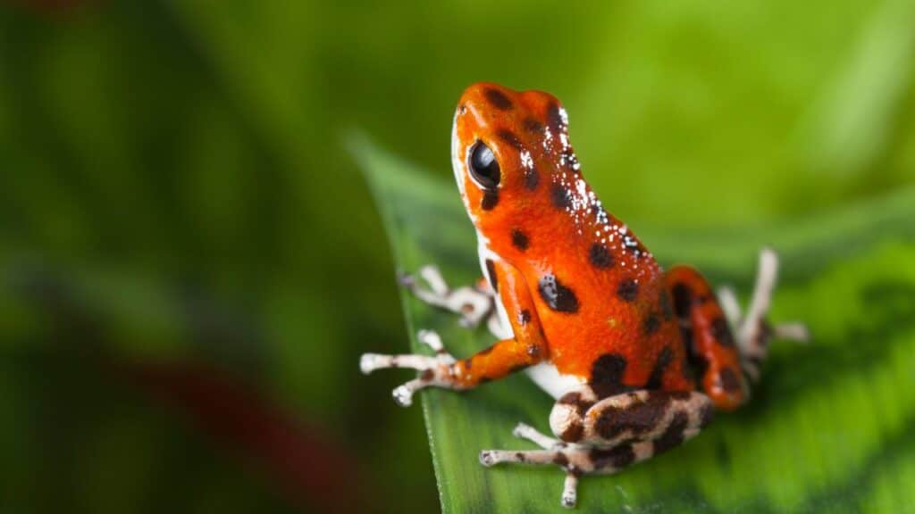 Ai Poison Dart Frog