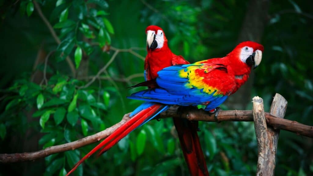 Ai Scarlet Macaw